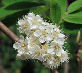 Sorbus aucuparia