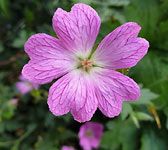 Geranium endressii