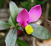 Polygala chamaebuxus (1)