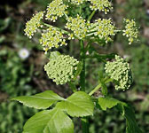 Smyrnium olusatrum