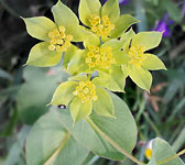 Bupleurum rotundifolium