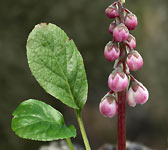 Pyrola minor