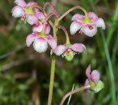 Chimaphila umbellata