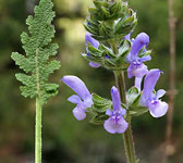 Salvia verbenaca