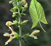 Salvia glutinosa