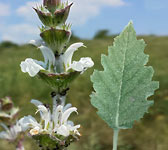 Salvia aethiopis