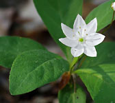 Trientalis europaea