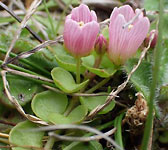 Anagallis tenella