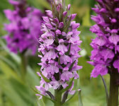 Dactylorhiza praetermissa