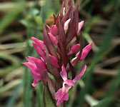 Dactylorhiza traunsteineri