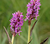 Dactylorhiza cruenta