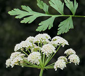 Oenanthe crocata