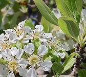 Pyrus spinosa