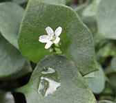 Claytonia perfoliata