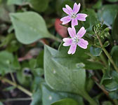 Claytonia sibirica