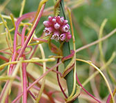 Cuscuta europaea