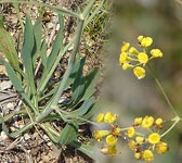 Bupleurum rigidum