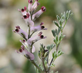 Fumaria vaillantii