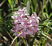 Daphne striata