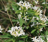 Daphne alpina