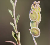 Clypeola jonthlaspi