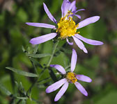 Aster sedifolius