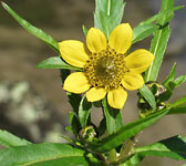 Bidens cernua