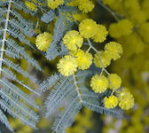 Acacia dealbata