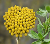 Achillea ageratum