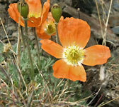 Papaver aurantiacum (2)