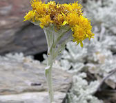 Senecio leucophyllus