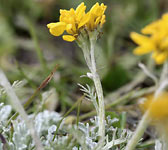 Senecio incanus