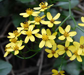 Senecio angulatus