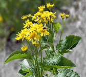 Senecio alpinus