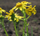 Senecio vernalis