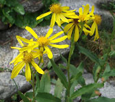 Senecio pyrenaicus