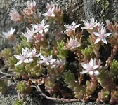 Sedum anglicum