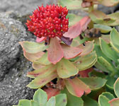 Sedum roseum - Rhodiola rosea