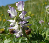 Astragalus alpinus