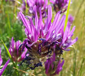 Astragalus onobrychis