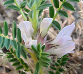 Astragalus sempervirens