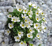 Androsace pyrenaica