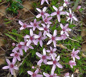 Arenaria purpurascens