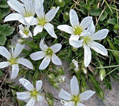 Arenaria grandiflora