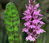 Dactylorhiza fuchsii