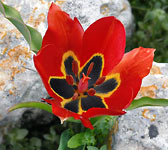 Tulipa agenensis