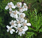 Achillea moschata