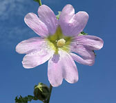 Alcea biennis