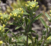 Alyssum alyssoides