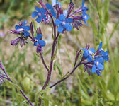 Anchusa italica